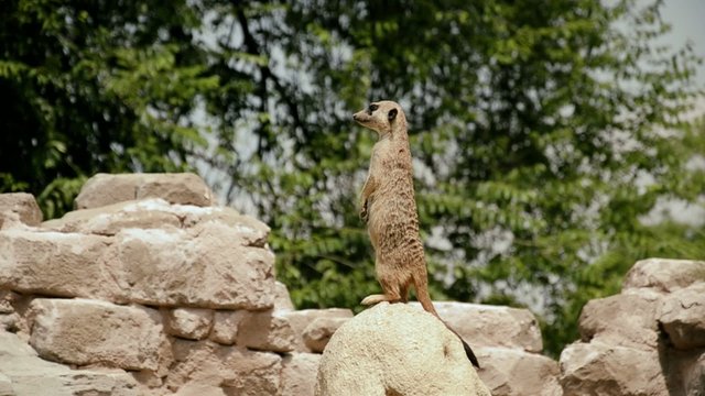 piccolo mammifero africano