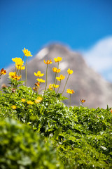 Sunny alpine meadow