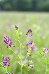 campo di erba medica_foraggio