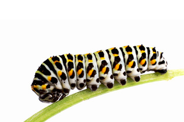 Swallowtail caterpillar on a stem