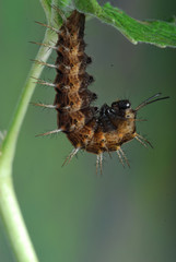 rare silver washed fritillary butterfly just about to pupate