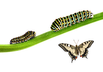 two swallowtail caterpillars and an adult butterfly