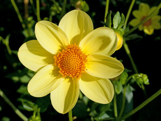 Dahlia