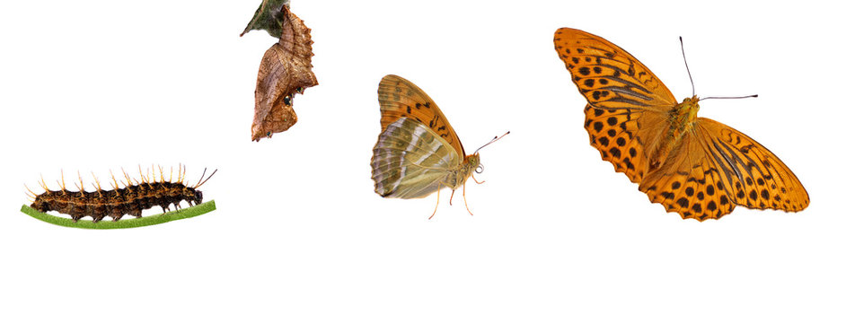 metamorphosis of the rare silver-washed fritillary
