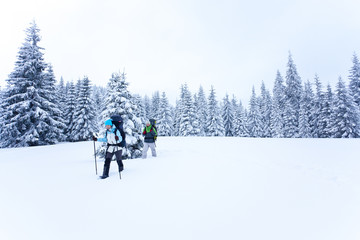 Fototapeta na wymiar Hiker walks in snow forest