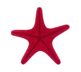 Red starfish with clipping path