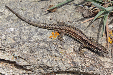 Lézard gris