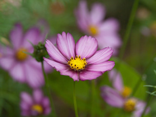 Parterre de fleur rose