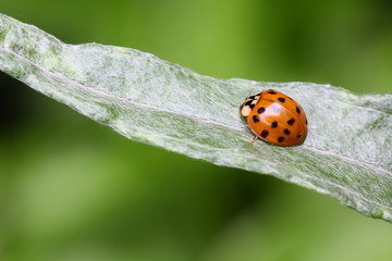 Asiatischer Marienkäfer