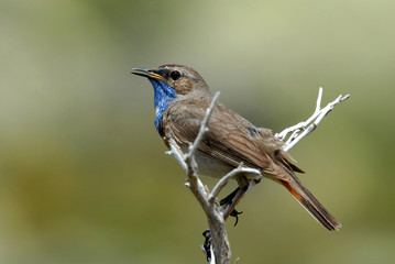Un pechiazul posado