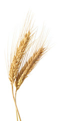 wheat isolated on white