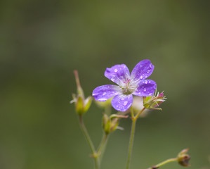 Fototapeta premium Wood cranesbill