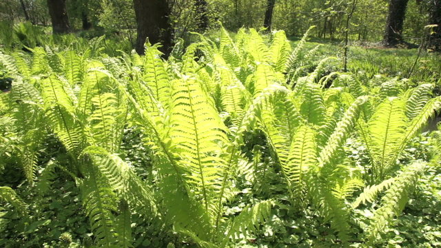 Fern plants in the sunshine swaying with the wind in a forest