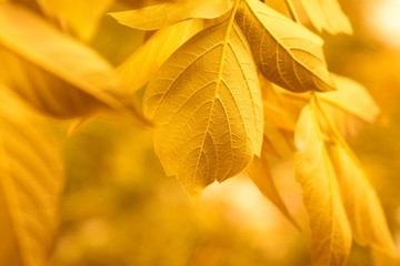 yellow leaves