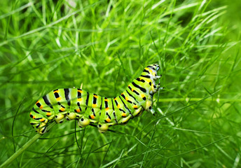 Swallowtail butterfly caterpillar feeding in fennel - unusual ma