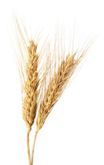 wheat isolated on white