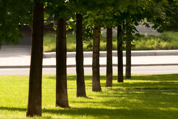 Row of trees in park