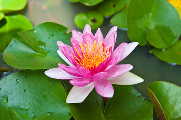 Pink Lotus Blooming