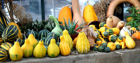 A Colourful Collection of Squashes and Pumpkins.