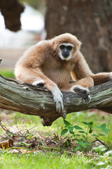 White handed Gibbon or Lar Gibbon
