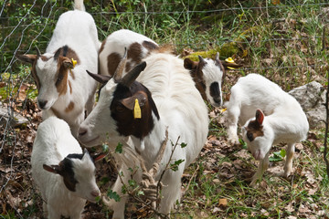 Belveyre (Corrèze)