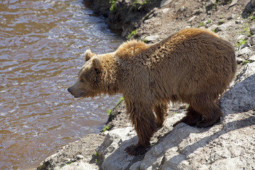 Brown bear