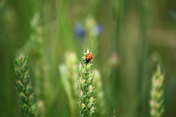 ladybug resting on an ear of green wheat