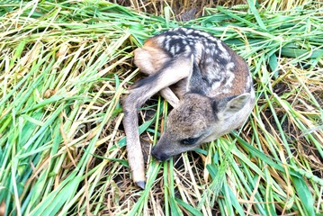 roe
