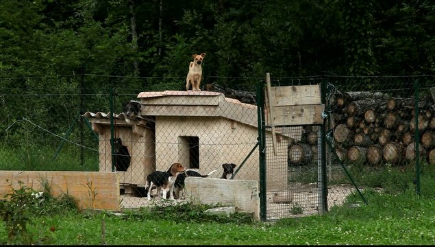 Частная псарня.