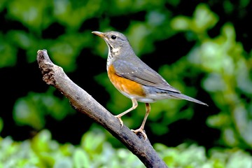 Grey-backed Thrush a bird