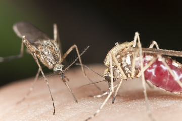 Mosquitos sucking blood, extreme close up