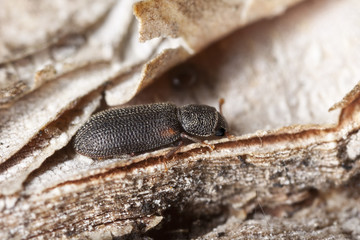 synchita humeralis