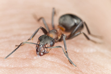 Angry anti biting finger, macro photo