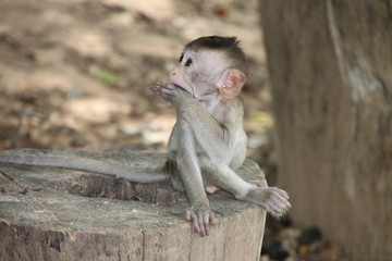 Long-tailed Macaque
