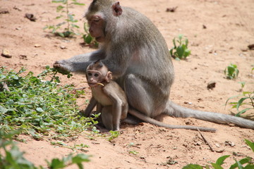 Long-tailed Macaque