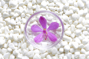Obraz na płótnie Canvas Spa concept-bowl of pink orchid on white pebble