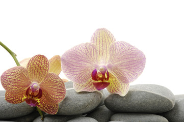 Fototapeta na wymiar Spa essentials pyramid of stones with two orchid