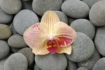 Fototapeta na wymiar Macro of orchid flower on gray pebble