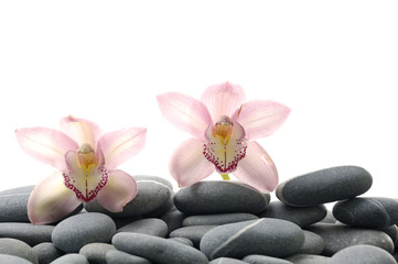 Naklejka na ściany i meble Still life with two pink orchid pebble