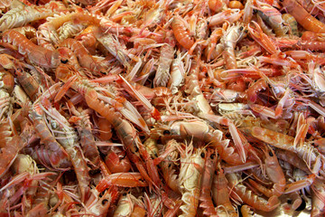 langoustines dur étallage