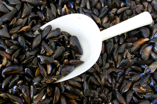 &eacute;tallages de moules chez le poissonnier