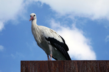 cicogna sul tetto, Alsazia, Francia