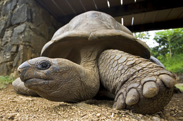 Schildkröte