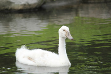 こぶ白鳥のひな