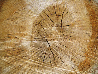 durchgeschnittener Stamm, Holz Hintergrund 11