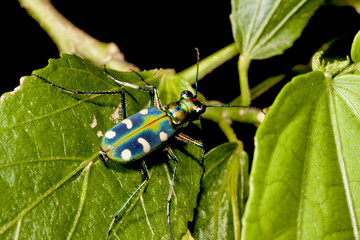 Cosmodela batesi a tiger beetle