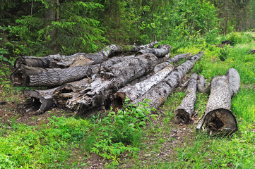 Old logs in the forest