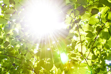 green leaves with sunshine