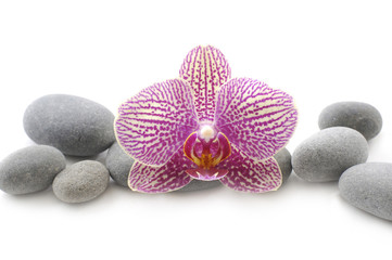 Macro of pink orchid on pile stones
