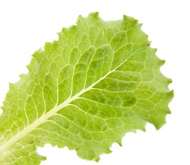 lettuce leaves